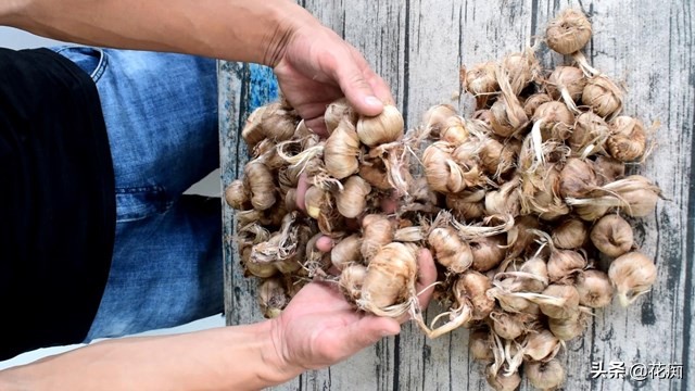 藏红花又能观赏又能喝,观赏药用两不误盆栽