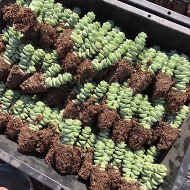 多肉植物能不能晒太阳和浇水,多肉植物太阳不直晒颜色就长不好