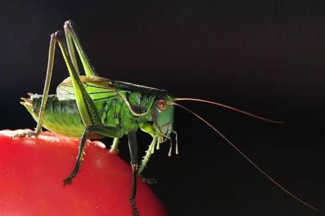 不是百日虫吗？为什么我的蝈蝈6天就挂了