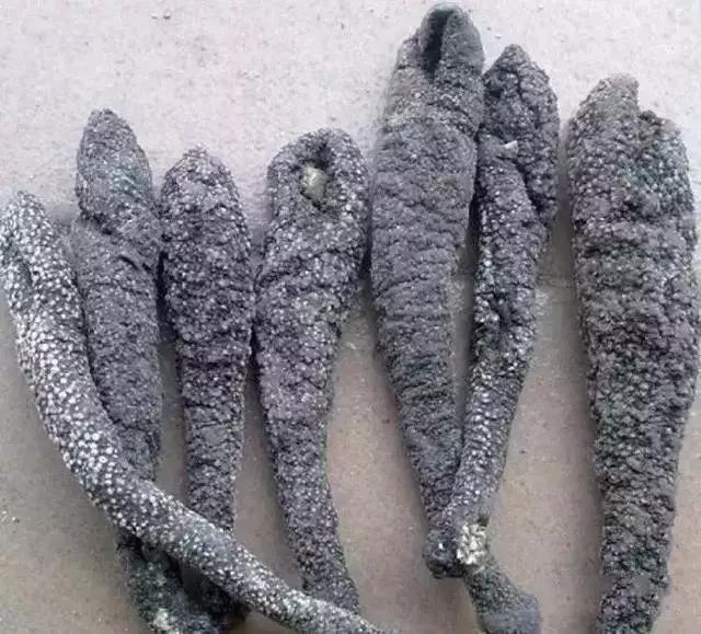 海参的图片和海参的知识,海参介绍的视频