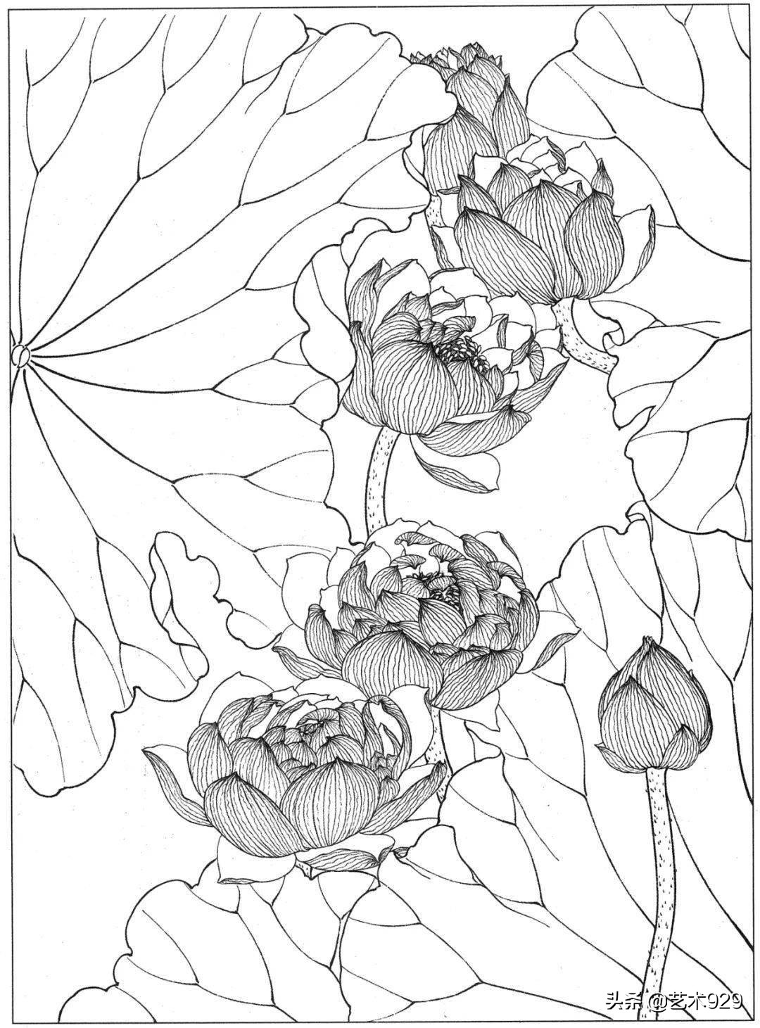 适合初学者的荷花白描画稿,荷花小品实用白描画稿