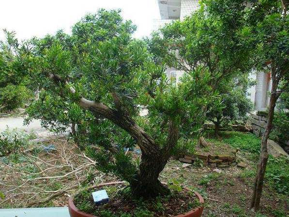 黄杨盆景生命力怎么样,黄杨盆景好养活吗