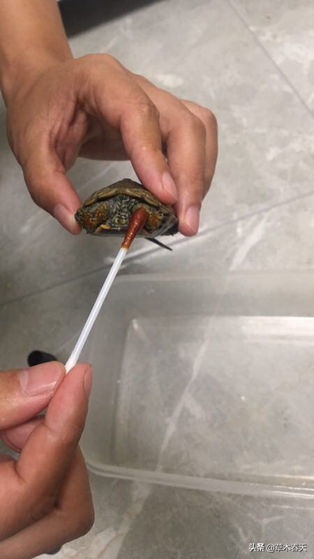 怎么治理乌龟腐皮,如何治乌龟腐皮不花钱