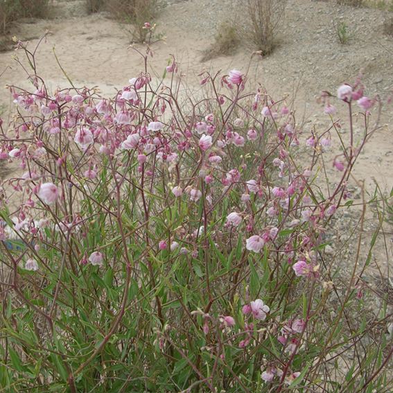 亚麻面料衣服的优势,罗布麻面料的套装