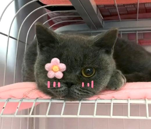 带猫去体检,带猫去检查说脑子有病