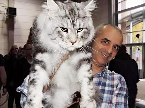 缅因猫到底有多可怕啊,缅因猫为什么不建议养