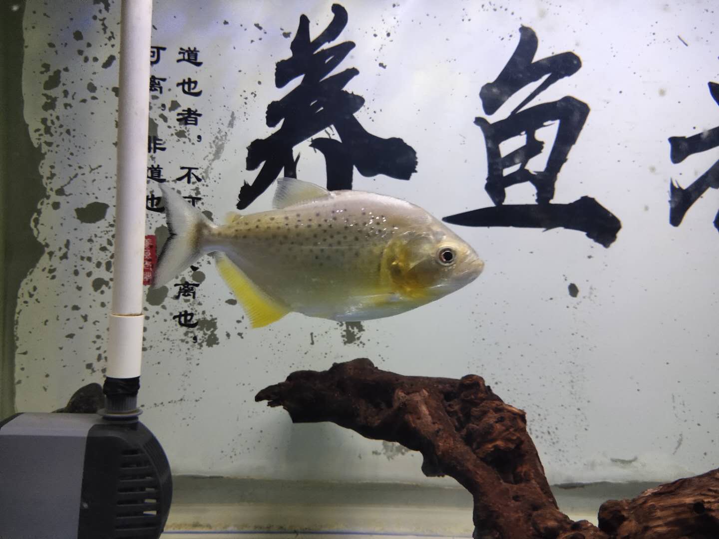 养一个鱼要硝化细菌吗,鱼养了才加硝化细菌可以吗