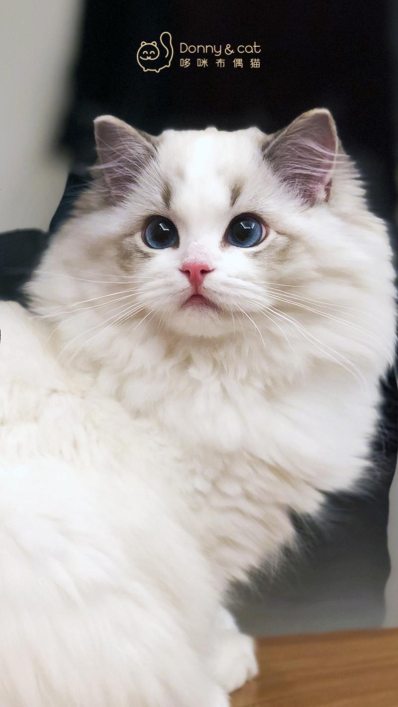 买布偶猫翻车,买猫遇到了黑心商家怎么办