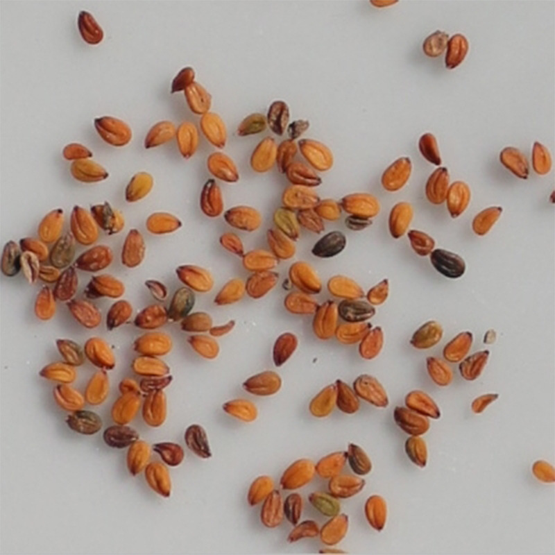 人工种植玛卡地方,小兴安岭榛子种植