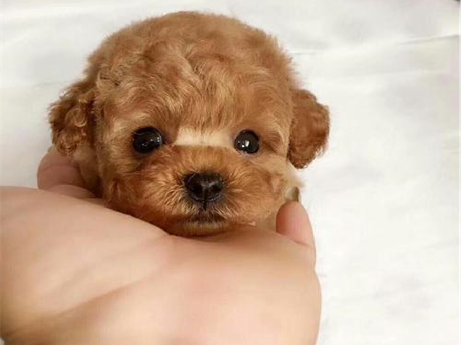 茶杯犬辟谣出售,茶杯犬博美犬背后的真相