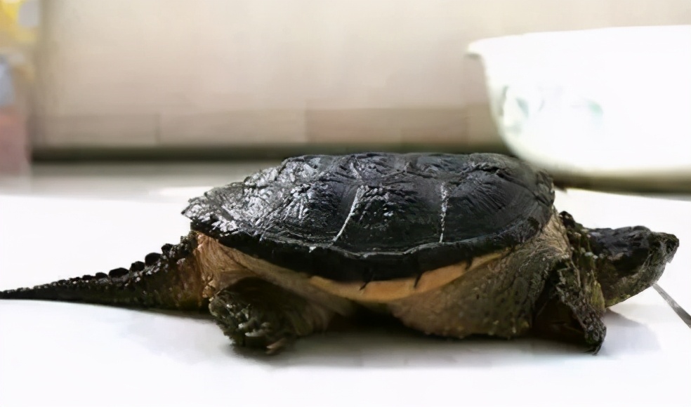 各种龟类图片大全大图,龟类展示会