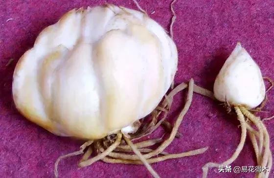 百合花的栽培技术及养护工作,百合花在花期后怎么养护