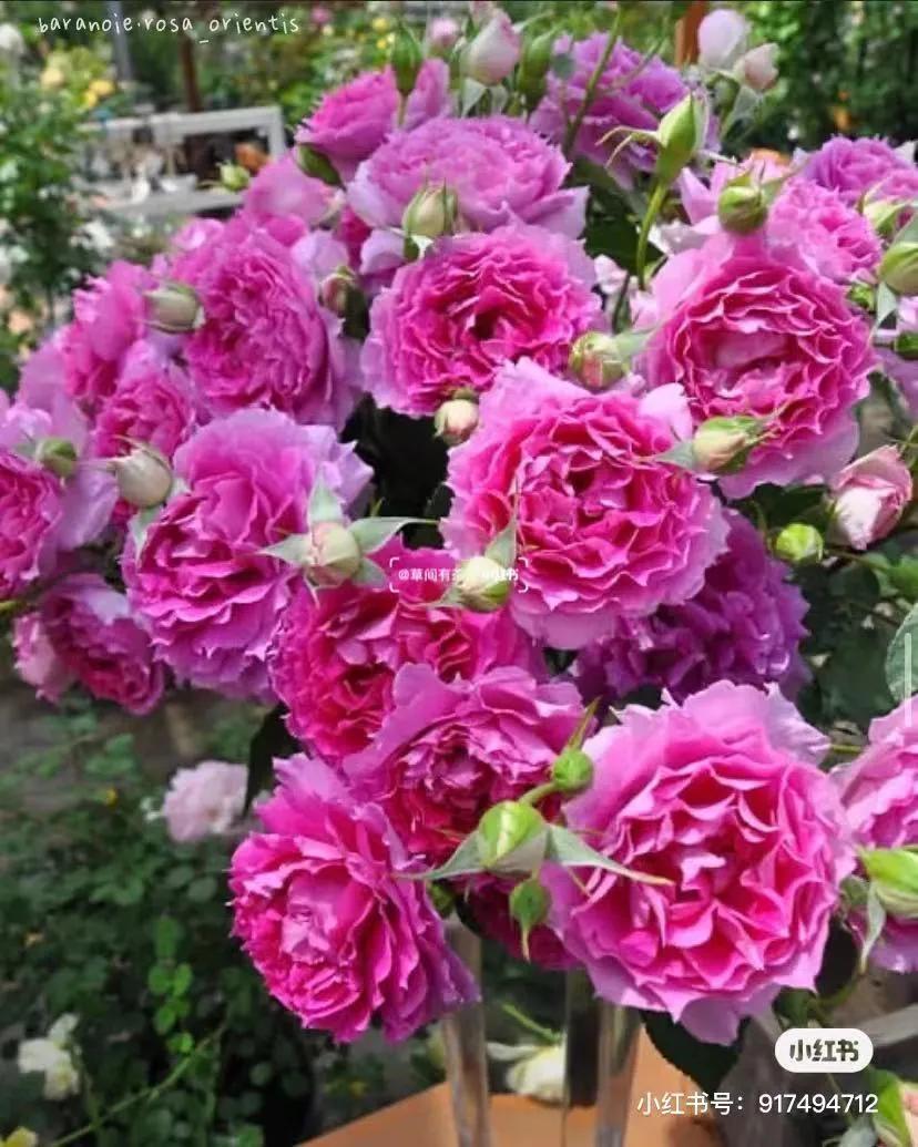 获得worldrose的12款月季品种,露台月季品种推荐