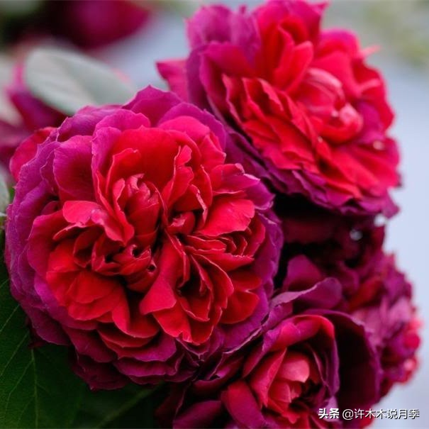 月季为什么不开花和品种有关系吗,买回来的月季不长花骨朵怎么办