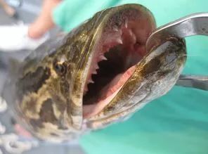 黑鱼常识,关于黑鱼的科普知识介绍