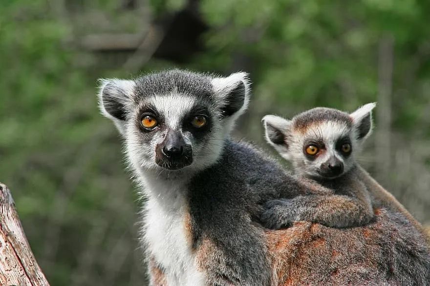 山海经里的神兽谁见过真正的,山海经中的神兽竟然在现实中