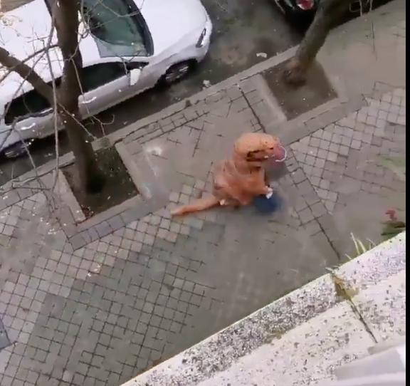 国外疫情封城禁足，想出门想疯了的人们脑洞大开！