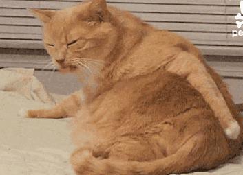 猫过敏会自己好吗,猫过敏会死吗