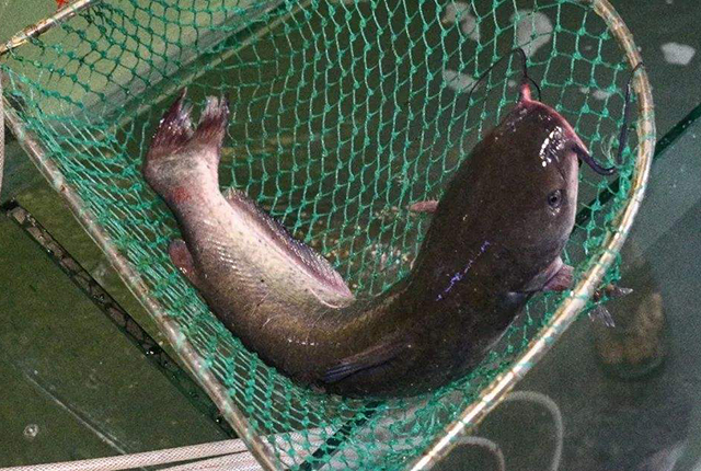 市场上有没有纯野生的鱼,纯野生便宜的鱼有哪些种类