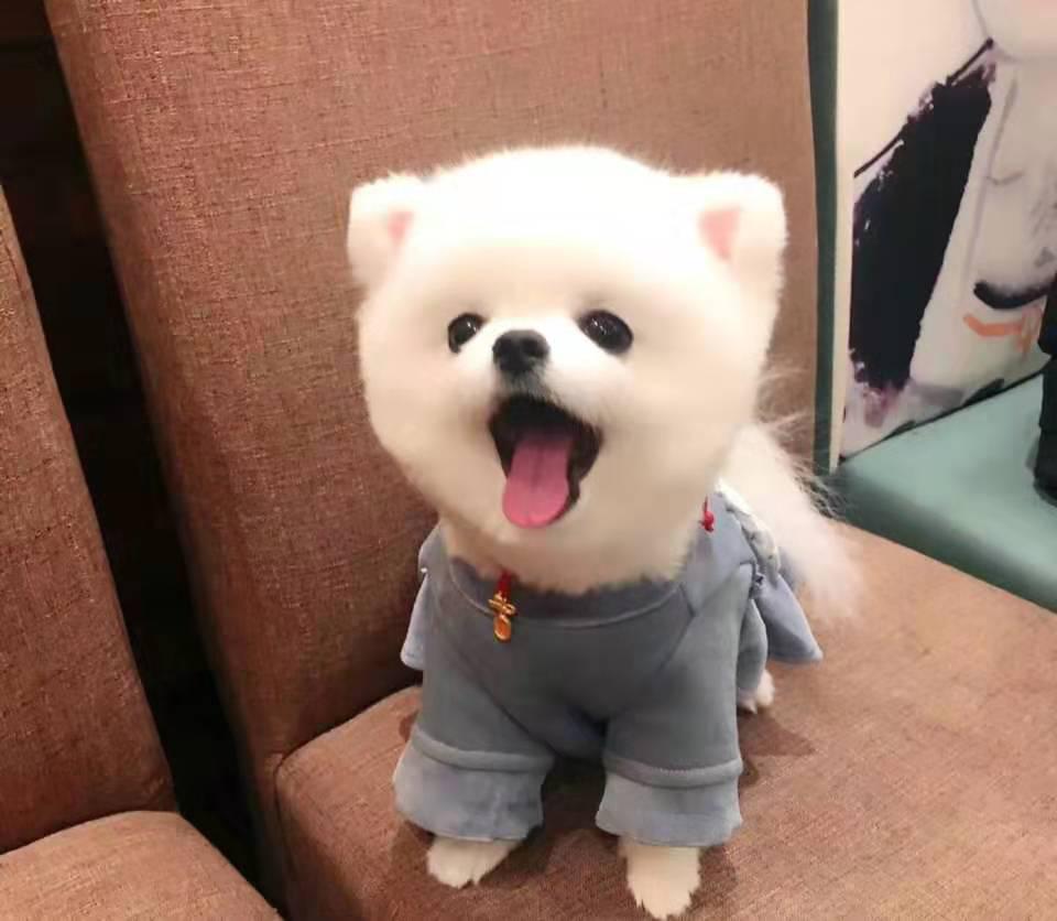 适合学生养的狗狗博美,博美十大最适合懒人养的狗排名