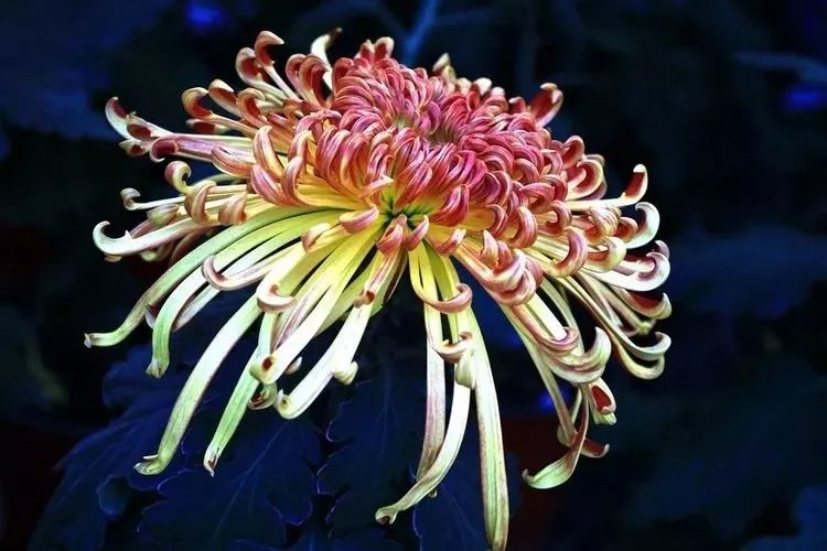 花中四君子菊花,花中四君子菊花的简介