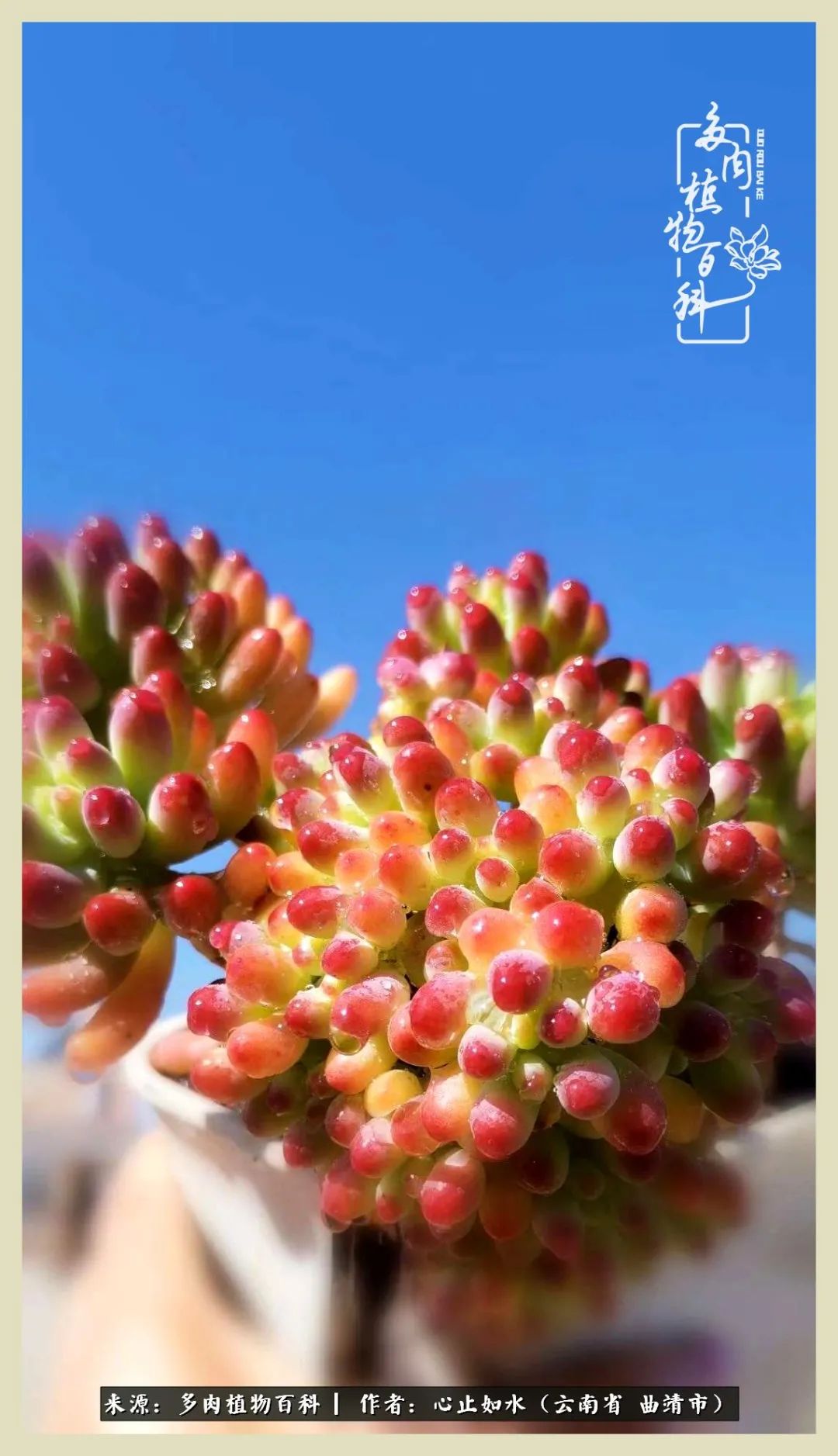 景德镇精品拇指多肉盆,轻奢多肉拇指盆3.5