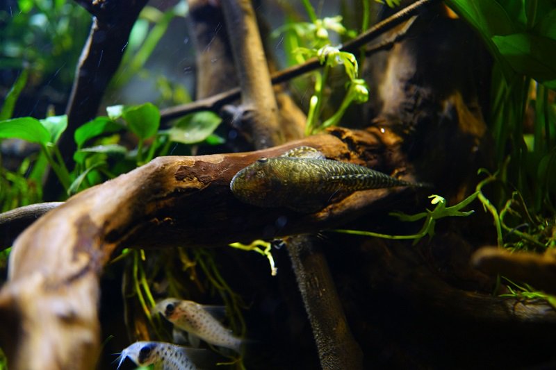 南美水族论坛推荐,南美水草造景论坛