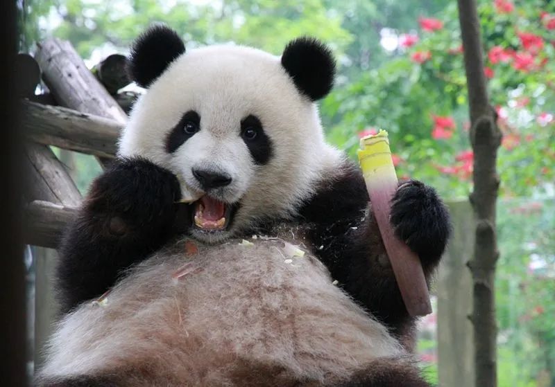 重庆动物园五一直播,重庆动物园新春活动