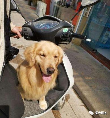 小狗怕坐摩托车怎么办,狗狗不肯坐摩托车怎么办