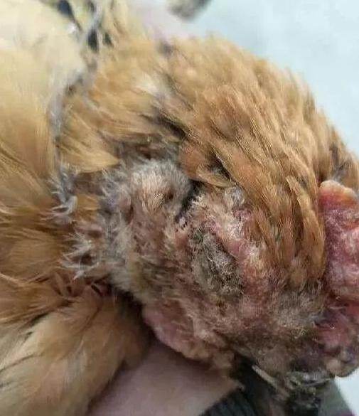 鸡的眼睛流泪、肿大睁不开是什么病？该怎么治疗？