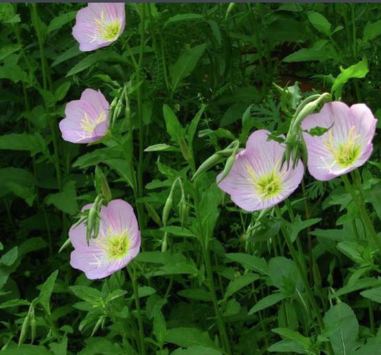 老中医可以给孩子起名吗,用中药名字给孩子取名可以吗