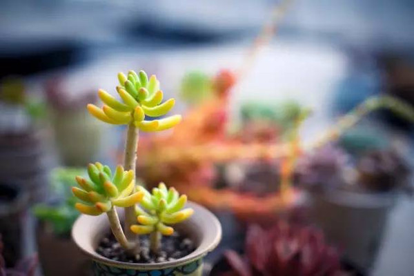 多肉早安图片大全,多肉大全100图