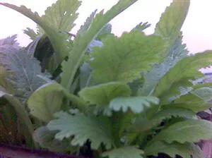 环保种菜酵素制作方法,环保酵素用什么果皮做出来