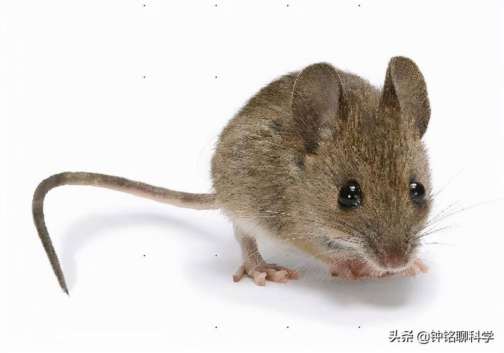 蛇冬眠挖出来是不是没攻击性,蛇冬眠在生物上是什么行为