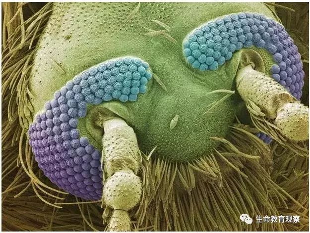 看完后，整个人都有点不对劲了（传播生物知识）