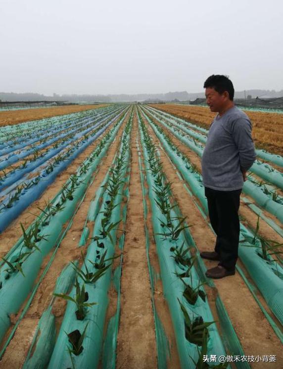 生姜种植技术和管理方法,生姜种植前期管理方法