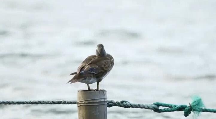 「蓝媒视频」西湖第一只冬候鸟鸬鹚来啦！还有三位老朋友也会陆续到来
