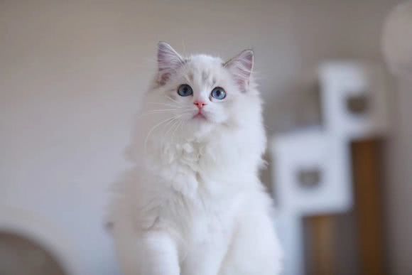 想买个1万左右的猫,想买只布偶猫