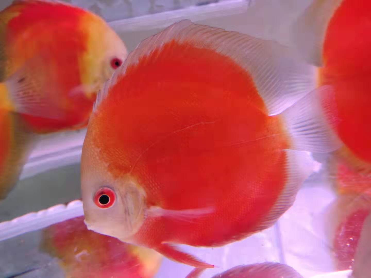 如何挑选观赏鱼种类,观赏鱼怎么挑选最好