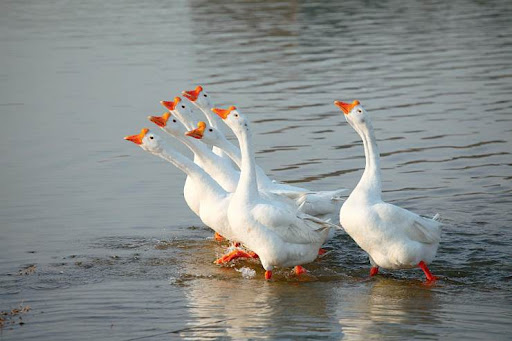 雄黄粉驱蛇与中药雄黄粉有区别吗,蛇最怕不是雄黄是什么
