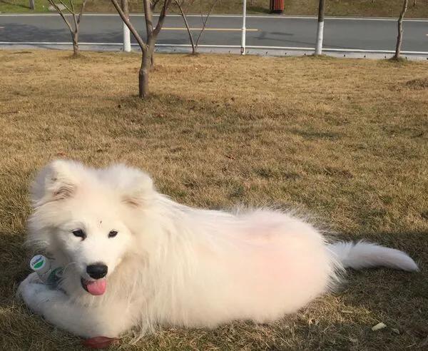 狗狗白色皮屑,沉睡的狗狗们