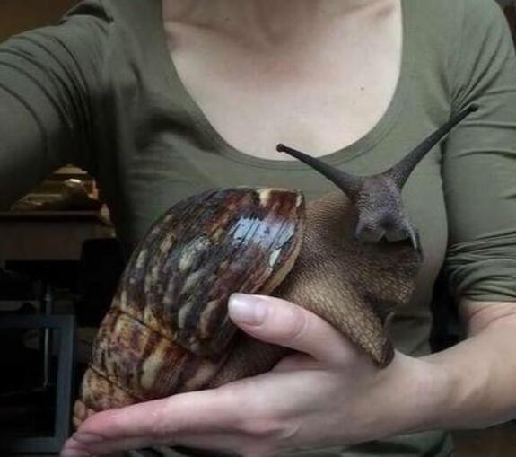 世界上最大的蜗牛能长到多大,世界上最大的蜗牛的天敌