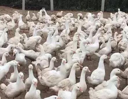 夏天养鹅高效技术,夏季养鹅小妙招热门