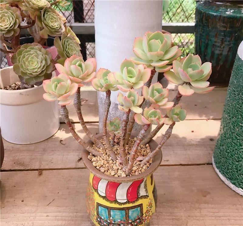 养了8年的“老桩”，价值2000块，这样的碧桃多肉，你舍得买吗？