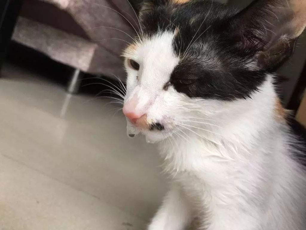 辟谣,猫咪想要毛发好就要多挨冻?需知低温会导致多种“猫病”