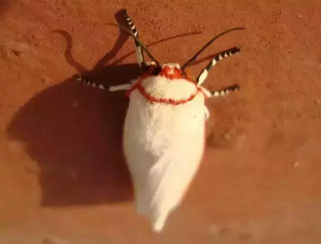 防治蔬菜地下害虫的无公害农药,蔬菜害虫种类及防治ppt