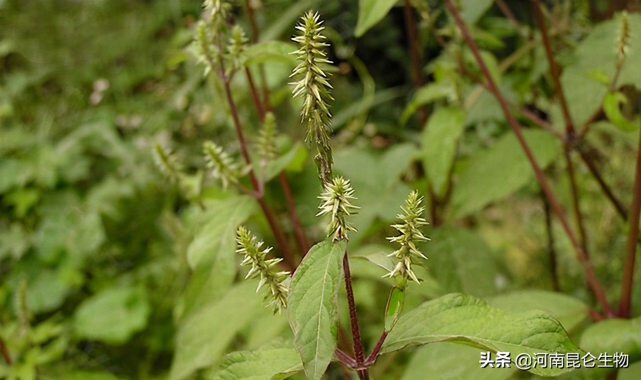 牛膝打什么叶面肥壮根,牛膝种植用什么化肥