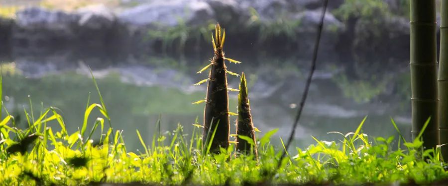 雨后春笋儿童画图片,儿童画春天春笋