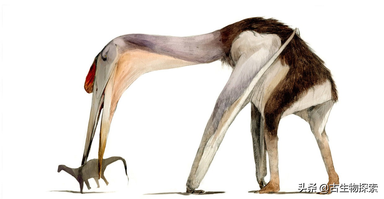 以恐龙为食的翼龙像飞机一样大！