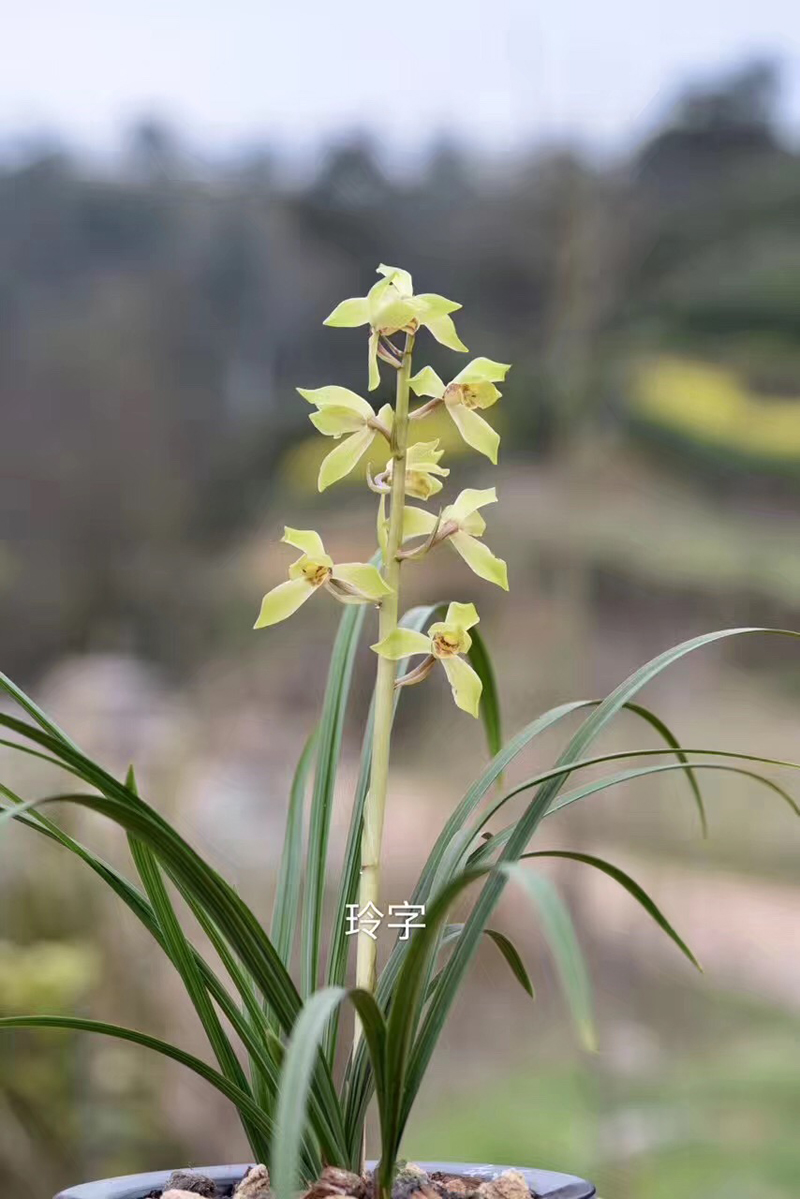 有花苞的兰花重新上盆怎么养,怎么让换盆后的兰花快速发新芽